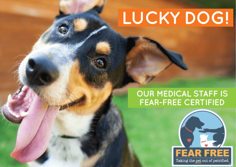 Carousel Slide 2: Fear-free accredited veterinary office!